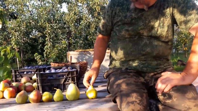 Обзор летних сортов груш.