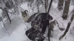 50 дней в тайге Прикамья. Бродяги Севера. Часть 4