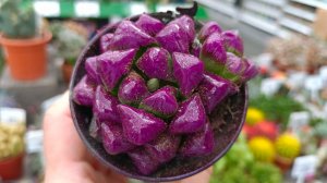 🌿🪻БАУЦЕНТР💟ЦВЕТОЧНЫЙ РАЙ🌿июнь 2026