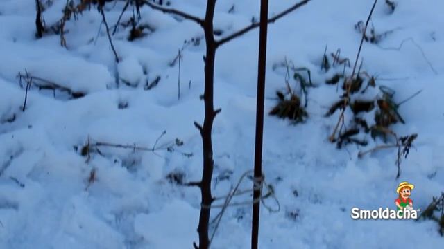 Подготовка сада к зиме. Защита молодых яблонь.