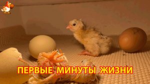 Первые минуты жизни новорожденных цыплят в инкубаторе 3