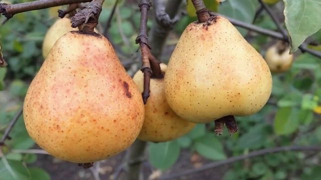 Один простой секрет, который спасёт ваши груши от ржавчины.