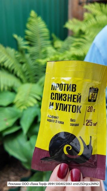 На хостах дыры и объеденные края ЭТО СЛИЗНИ!