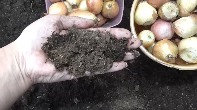 Зелёный лук растёт как бешеный, всего за 7 дней.