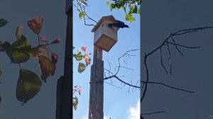 Скворцы в скворечнике выкармливание птенцов (2)