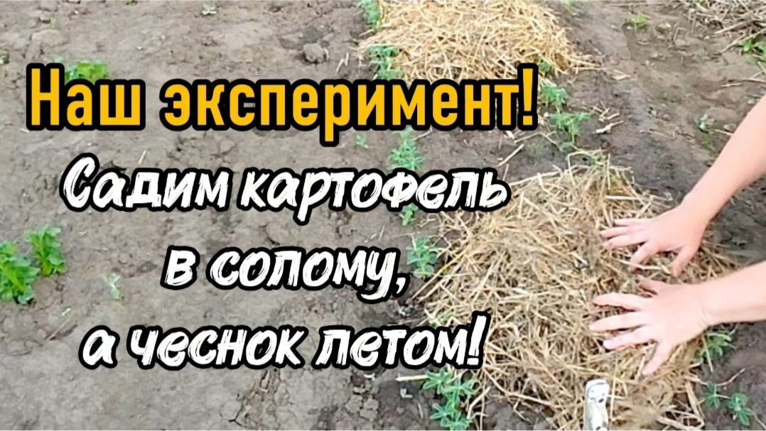 Наш эксперимент! Садим картофель в солому, а чеснок летом!