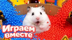 ХОМЯК ВЫБИРАЕТСЯ ИЗ СЕКРЕТНОЙ ХОМЯЧЕЙ ТЮРЬМЫ ! Забавные животные ! Супер лабиринт для хомяка №15