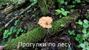 Прогулки по лесу. Меняю фотоловушку. Первый грибок этим летом.