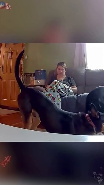 What Did The Bad Dogs In The Surveillance Do#funnydog #PetsOfTikTok #fypシ #furyo