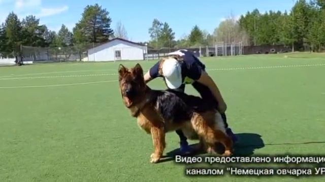 ПОДРОСТКИ КОБЕЛИ ДШ / КЧК СУРГУТ 30 мая`26 А.Кейвомяги Моно немецких овчарок