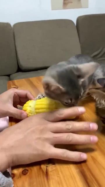Лютый