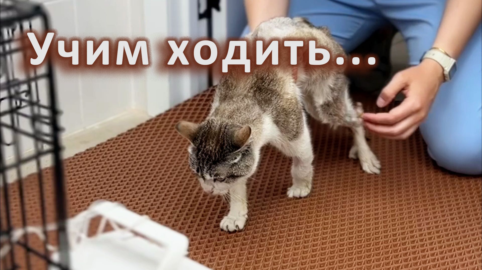Начали с постановкой лап смотреть онлайн