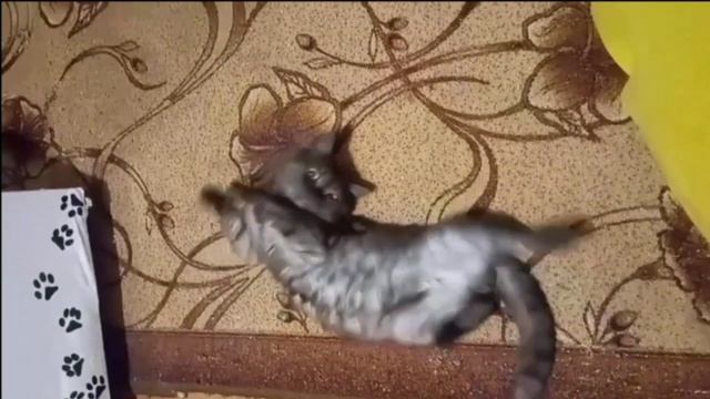 Ты иди по Радуге, мой хвостатый зверь...