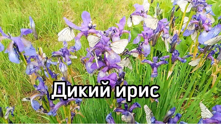 Дикий ирис в лесу смотреть онлайн