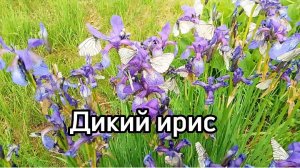 Дикий ирис в лесу