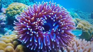Музыка и релакс подводного мира
