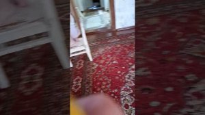 я покажу как switch собаки вот так делается и покажу что-то такое ещё пока пока не будем говорить