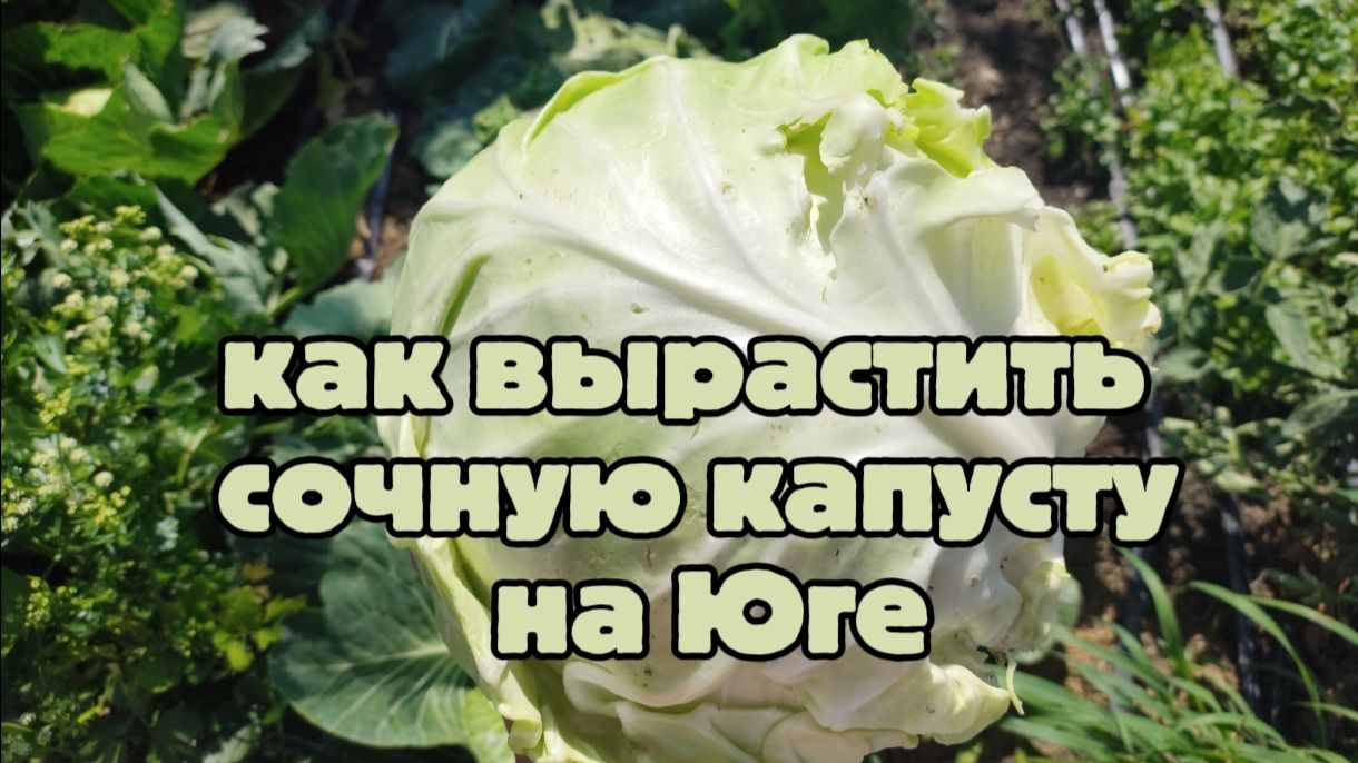 Сочная капуста на Юге — у меня получилось, молимся на укроп, овощной разговор