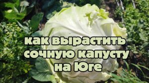 Сочная капуста на Юге — у меня получилось, молимся на укроп, овощной разговор