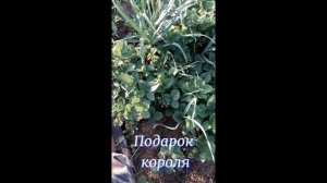 Земляника Максим болеет и плохо растёт. 2026