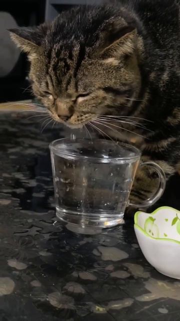 Этомy коту не пoкaзали, как пpавильно пить воду смотреть онлайн