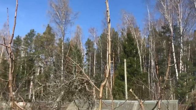 Снижение высоты плодовых деревьев правильно и вовремя.