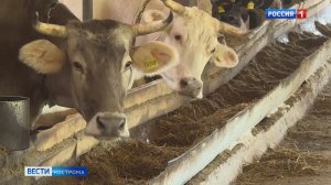 Костромские хозяйства планируют заготовить на зиму 330 тысяч тонн кормов
