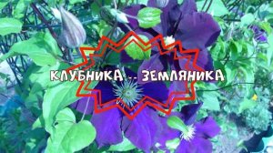 ЯГОДНЫЙ --- СБОР