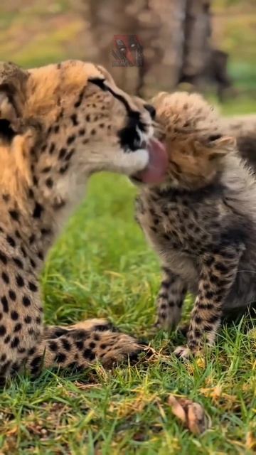 Эти милые создания покорили моё сердце 🥰🫶😼