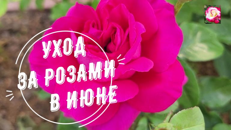 АГРОТЕХНИКА РОЗ В ИЮНЕ