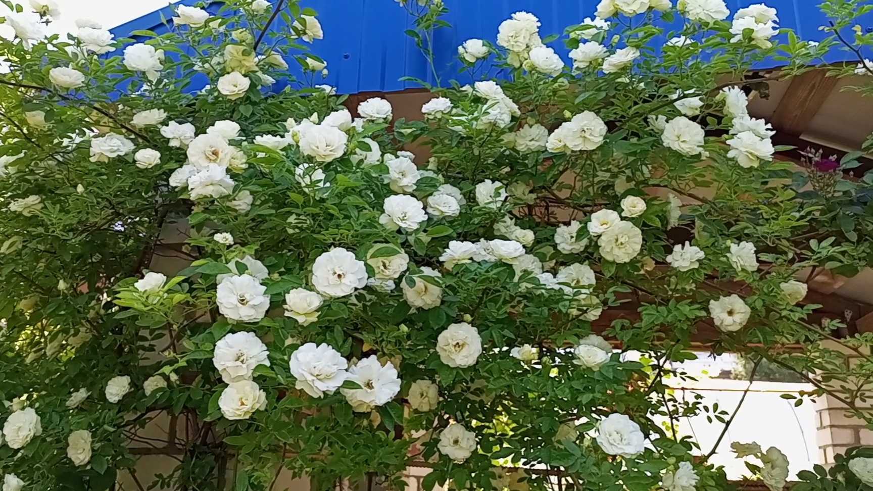 11-06-2026 Розы - украшение сада.