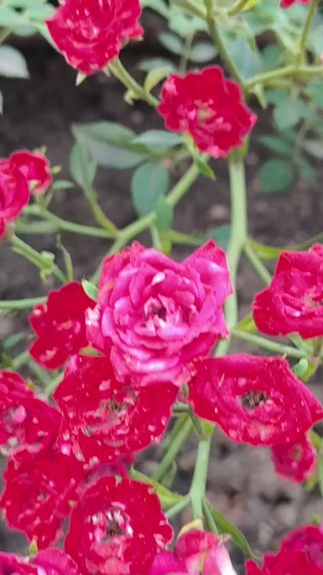 Кустистая роза радует глаз 🌹Лето Июнь
