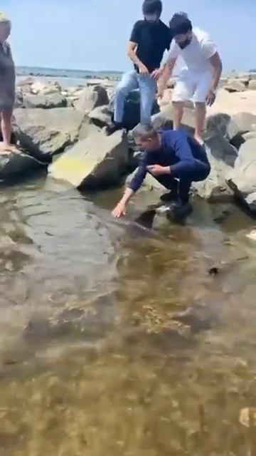Дельфины в г.Черноморск выходят почти на берег к людям,видимо пообщаться с меньшимиБратьями.В.Качура