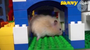 ХОМЯК LEGO Полоса препятствий
