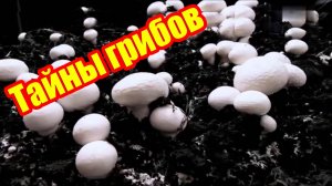 🧠 Скрытый разум грибов: кто на самом деле управляет жизнью на планете?