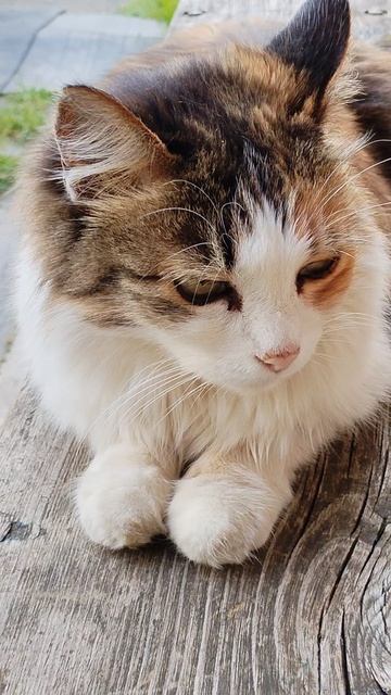 Кошка смотреть онлайн
