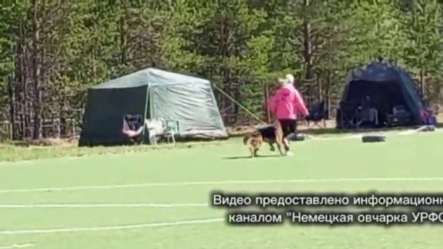 2 Отл. СС Баларис ЭРА +++ №18. СУРГУТ 30 мая`26 Моно немецких овчарок
