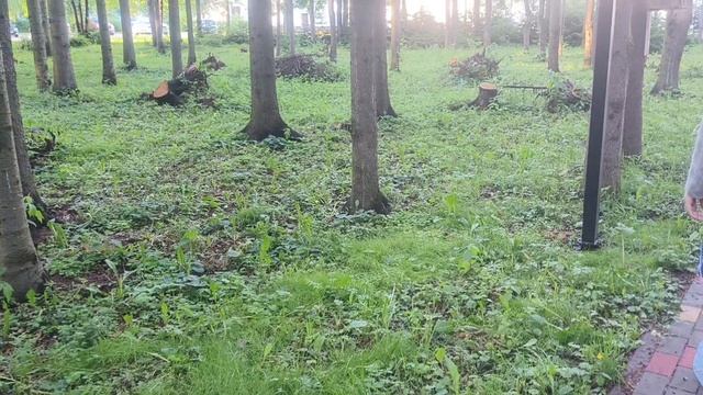 Внучка приезжала ,зайчика увидели в парке . смотреть онлайн