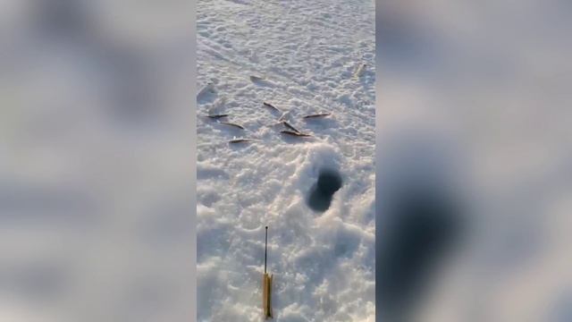 Корюшка (зубарь) и навага на блесны Богдановская и Фараон, а так же комбайны от Mr.Musurok 🔥
