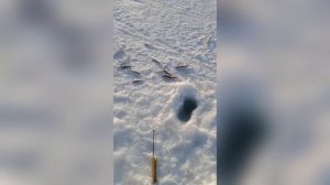 Корюшка (зубарь) и навага на блесны Богдановская и Фараон, а так же комбайны от Mr.Musurok 🔥
