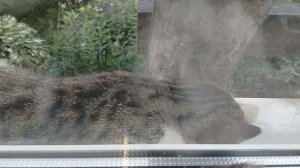 БАЛДЁЖАЯ ЖАРА ДЛЯ КОТИКОВ🥵10-06-2026