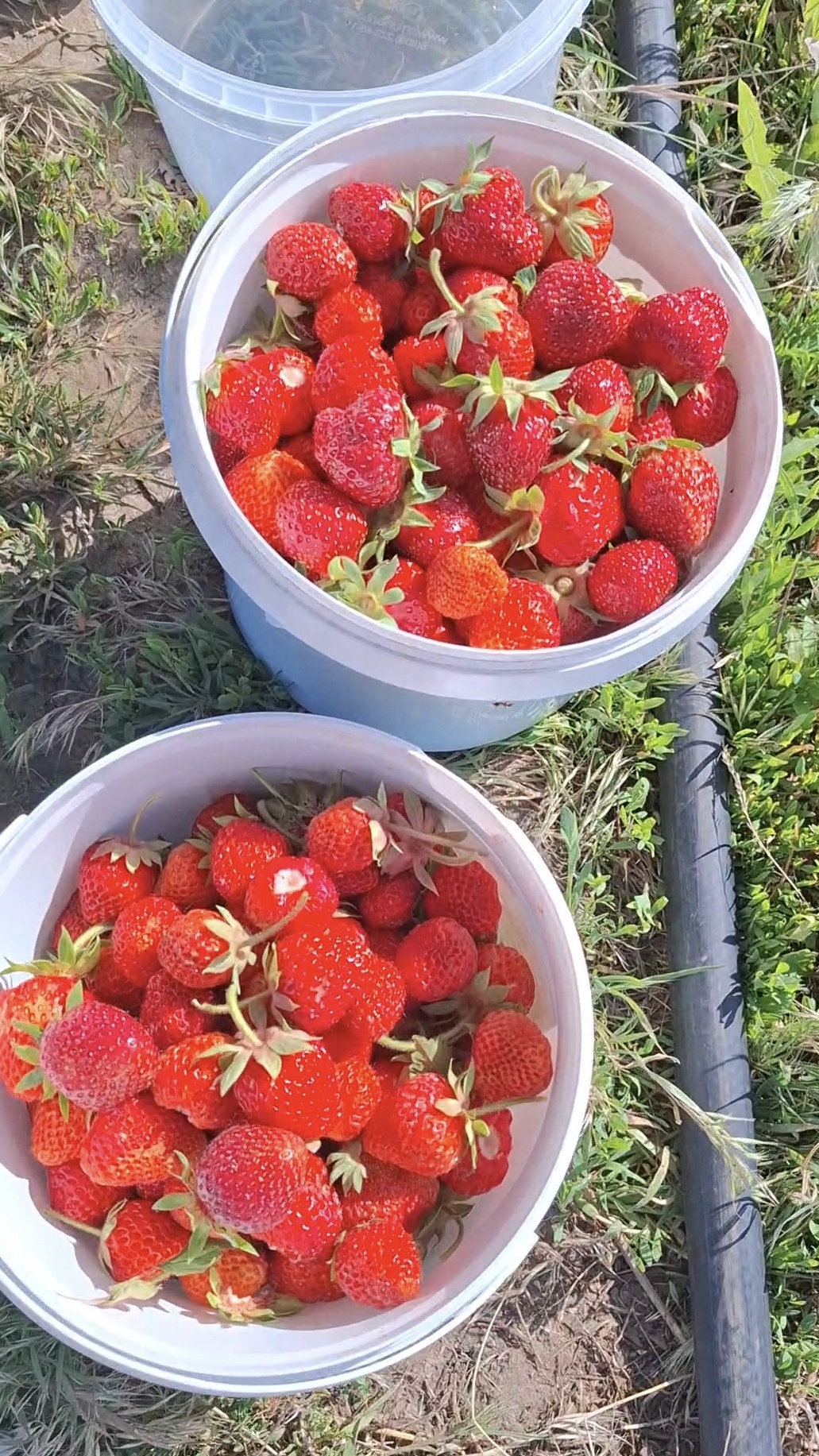Аромат лета🍓клубника на деревенской грядке🍓Красные искры лета: история одной клубничной грядки💐
