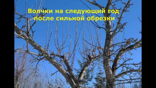 Зелёные операции на яблоне и груше.