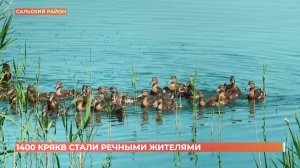 1400 крякв выпустили в естественную среду в Сальском районе