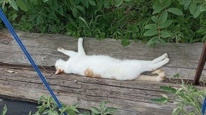 11.06.2026 Огородный вестник. Новые коты.