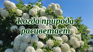 Когда природа расцветает