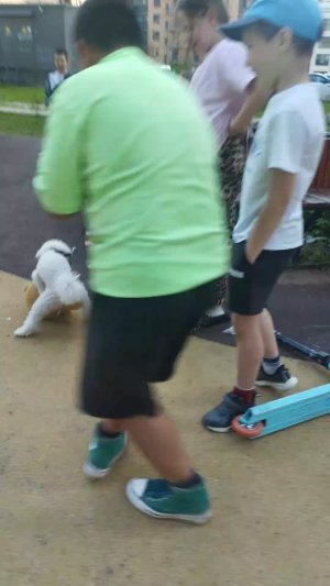 шаша