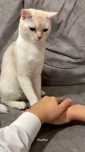 СМЕШНЫЕ КОТЫ 😺 2026 ЛУЧШИЕ ПРИКОЛЫ С КОТАМИ ,КОШКАМИ ,ЖИВОТНЫЕ,СМЕШНЫЕ ВИДЕО