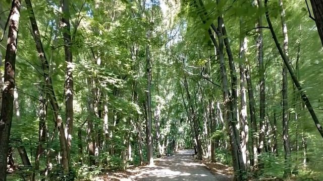 Дорожки леса.