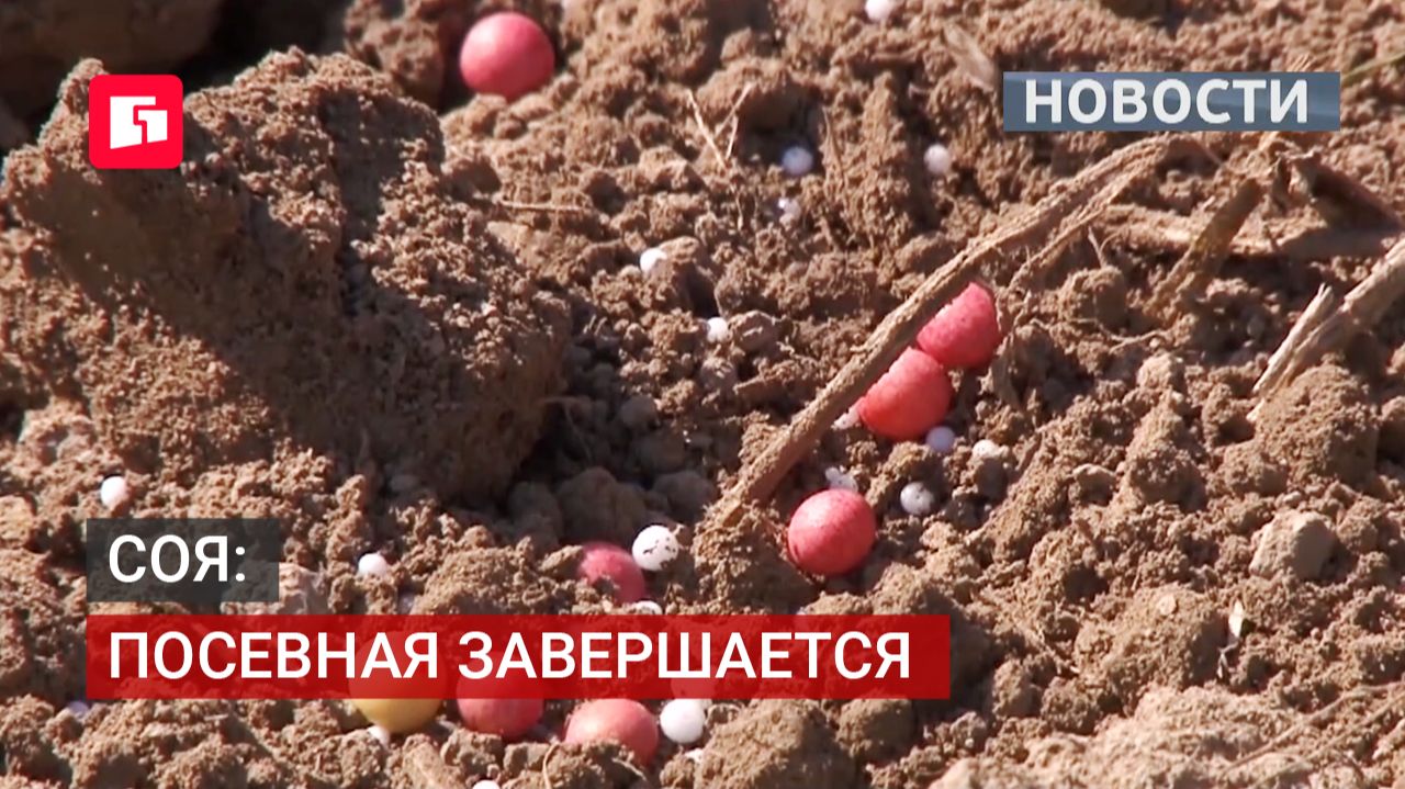 В крае завершается посевная: соя лидирует на полях. 11/06/2026.